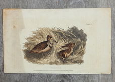 Prent Woodcock (houtsnip), prent 1818 en Ansichtkaart