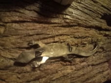 Vintage Sterling zilveren filigraan Salamander broche