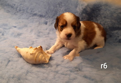 kooiker pups, kooikerhondje, puppy's, kooiker hondje - 1