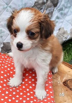 kooiker pups, kooikerhondje, puppy's, kooiker hondje - 2