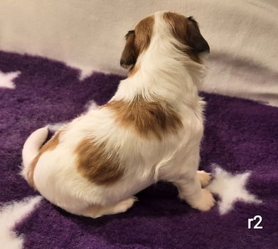 kooiker pups, kooikerhondje, puppy's, kooiker hondje - 3