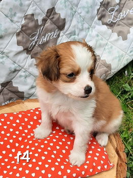 kooiker pups, kooikerhondje, puppy's, kooiker hondje - 0