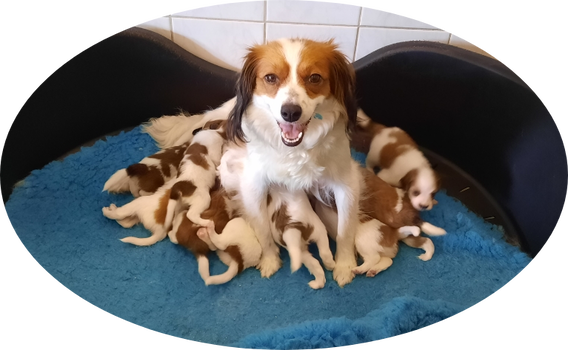 kooiker pups, kooikerhondje, puppy's, kooiker hondje - 4