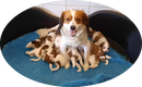 kooiker pups, kooikerhondje, puppy's, kooiker hondje - 4 - Thumbnail