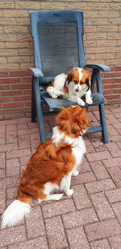 kooiker pups, kooikerhondje, puppy's, kooiker hondje - 5