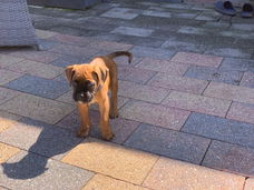 Boxer pups