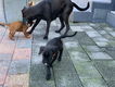 Boxer pups - 1 - Thumbnail