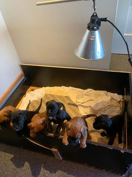 Boxer pups - 6