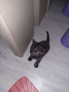 Kittens 4 stuks mogen over 2 weken weg.