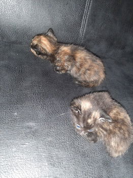 Kittens 4 stuks mogen over 2 weken weg. - 2