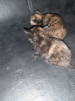 Kittens 4 stuks mogen over 2 weken weg. - 3