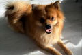 Benji kleine keeshond - 0 - Thumbnail