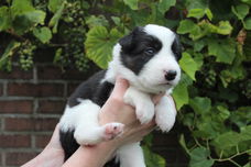 Allermooiste bordercollies met vleugje husky