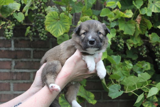 Allermooiste bordercollies met vleugje husky - 1