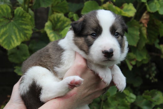 Allermooiste bordercollies met vleugje husky - 3