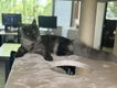 Maine coon poesje 10 maanden zoekt een huisje - 5 - Thumbnail