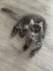 Maine coon kitten zoekt huisje 4 maanden oud - 1 - Thumbnail