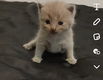 Britse korthaar kittens - 0 - Thumbnail