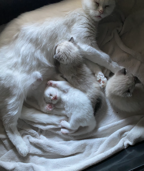 3 Nieuwe kittens (Beschikbaar October 2024) - 0