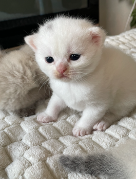 3 Nieuwe kittens (Beschikbaar October 2024) - 2