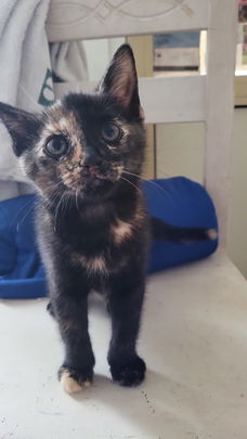 Kitten 26 juni geboren zoekt een lief baasje