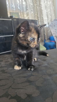 Kitten 26 juni geboren zoekt een lief baasje - 2