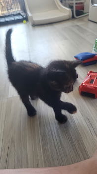 Kitten 26 juni geboren zoekt een lief baasje - 3