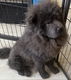 Chow chow reutje blauw klein en compact. - 0 - Thumbnail