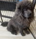 Chow chow reutje blauw klein en compact. - 2 - Thumbnail