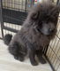 Chow chow reutje blauw klein en compact. - 4 - Thumbnail