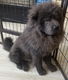 Chow chow reutje blauw klein en compact. - 5 - Thumbnail