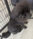 Chow chow reutje blauw klein en compact. - 6 - Thumbnail