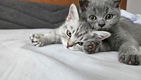 Britse korthaar kittens - 0 - Thumbnail