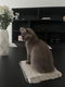 Bruine Britse korthaar kitten (poes) - 0 - Thumbnail