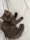 Bruine Britse korthaar kitten (poes) - 1 - Thumbnail