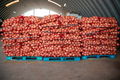 Tomaat, Ui, Aardappelen, fruit leverancier in bulk - 0 - Thumbnail