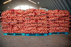 Tomaat, Ui, Aardappelen, fruit leverancier in bulk