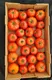 Tomaat, Ui, Aardappelen, fruit leverancier in bulk - 2 - Thumbnail