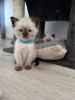 Ragdoll/britse korthaar kitten - 0