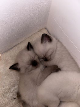 Ragdoll/britse korthaar kitten - 2