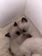 Ragdoll/britse korthaar kitten - 2 - Thumbnail