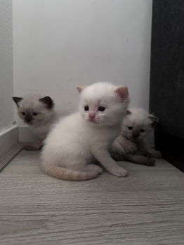 Ragdoll/britse korthaar kitten - 4