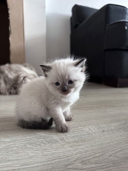 Ragdoll/britse korthaar kitten - 5