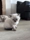 Ragdoll/britse korthaar kitten - 5 - Thumbnail