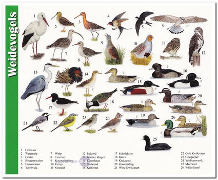 Ansichtkaart: Weidevogels - 0