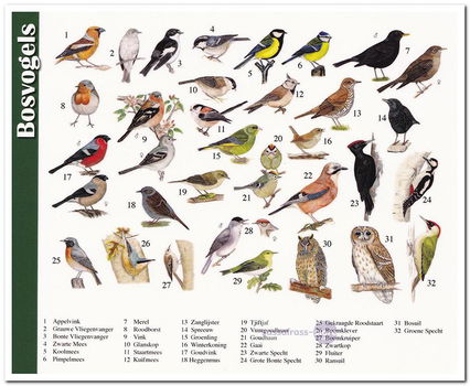 Ansichtkaart: Bosvogels - 0