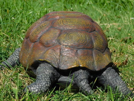 schildpad - 4