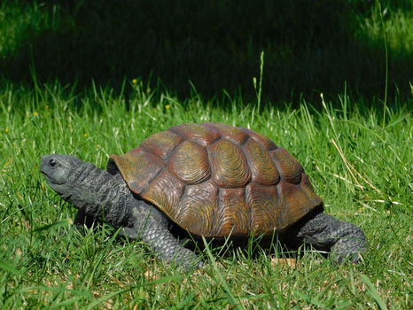 schildpad - 5