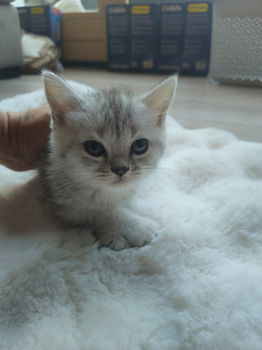 Kittens zilver/witte Tabby Britse Korthaar 100% raszuiver. - 0