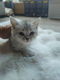 Kittens Tabby Britse Korthaar 100% raszuiver. - 0 - Thumbnail